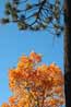Fall color, Lake Tahoe Basin 10/21/06