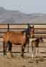 National Wild Horse and Burro Center, Palomino Valley