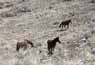 Wild horses in Hidden Valley, near Reno